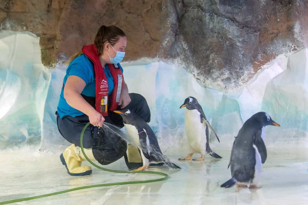 Penguin enclosure cleaned