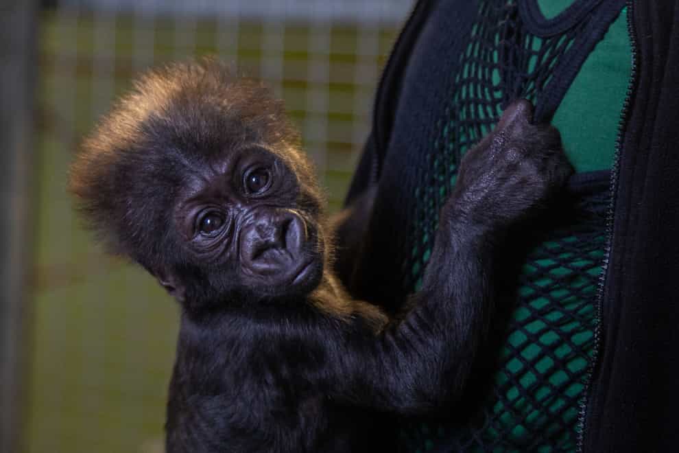 New gorilla at Bristol Zoo Gardens