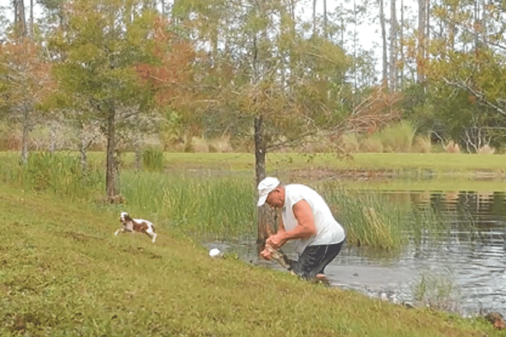 Puppy rescued after being attacked by alligator