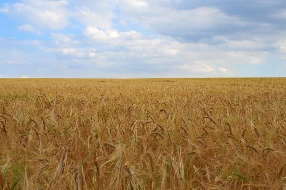 A crop of wheat in a field in Galleywood, Essex