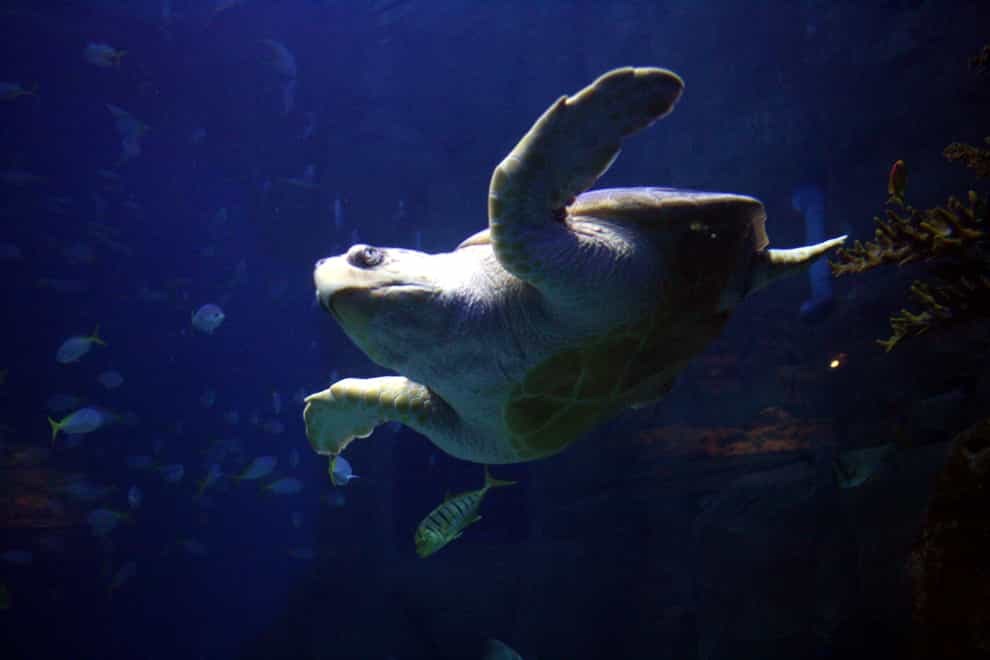 A sea turtle in Plymouth Aquarium.
