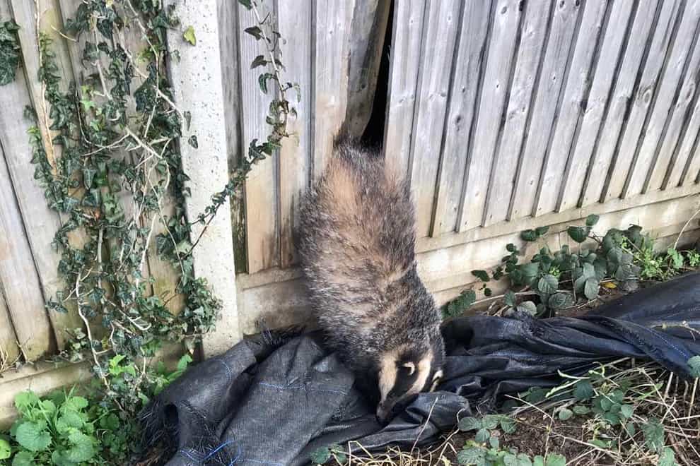Badger stuck in fence