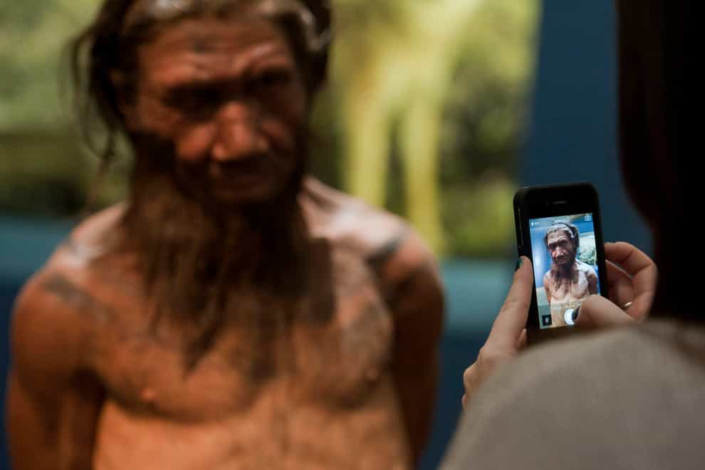 An employee of the Natural History Museum in London looks at model of a Neanderthal male