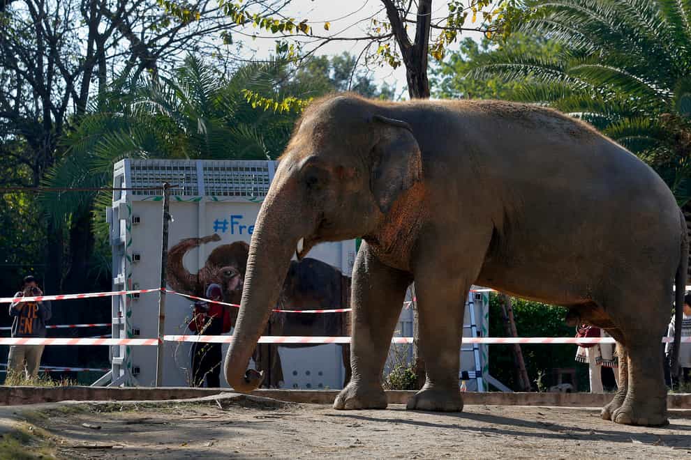Kaavan the elephant
