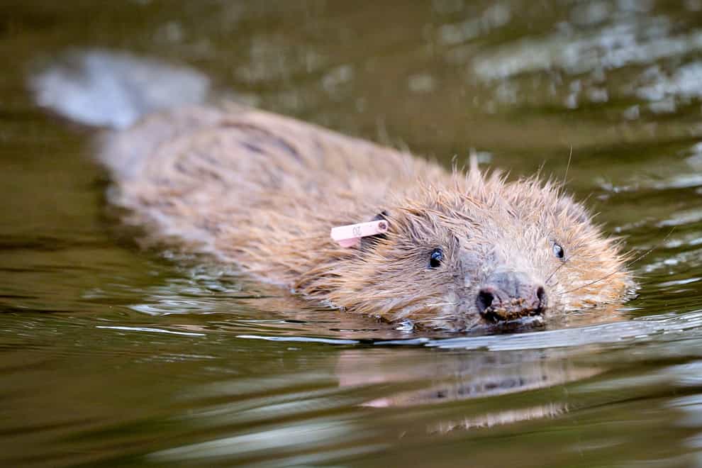 One of an adult pair of Eurasian beavers after being released on the National Trust Holnicote Estate on Exmoor in Somerset
