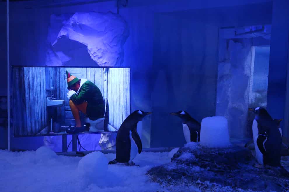 Gentoo penguins watching Christmas movies at the Sea Life Centre London Aquarium