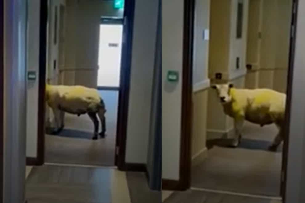 Sheep walks into hotel in Holyhead