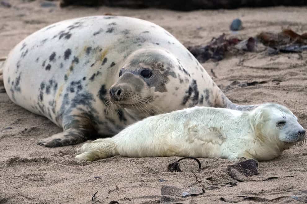 Seal and pup on the Farne Islands
