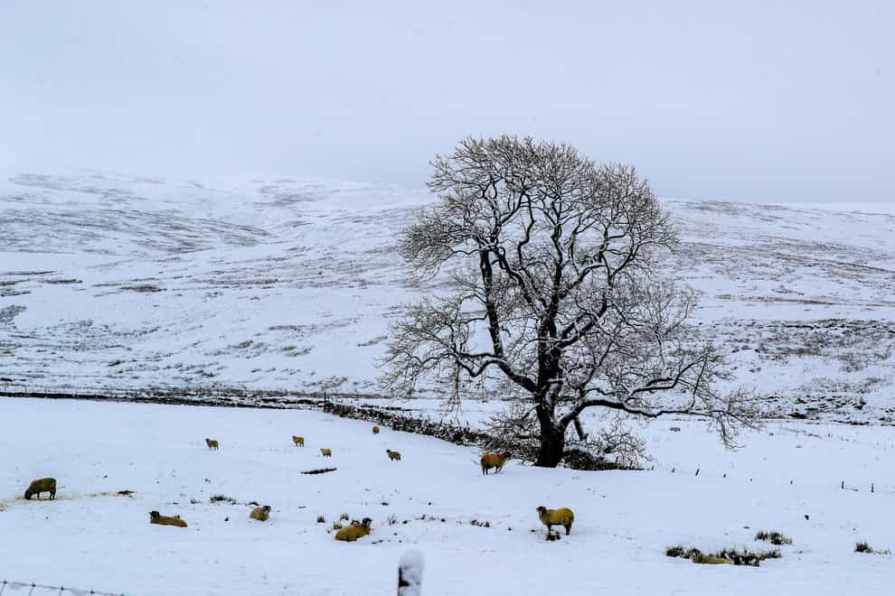 Snow covered trees at Newby Head, North Yorkshire