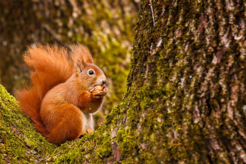 Red squirrel munching on a hazel nut