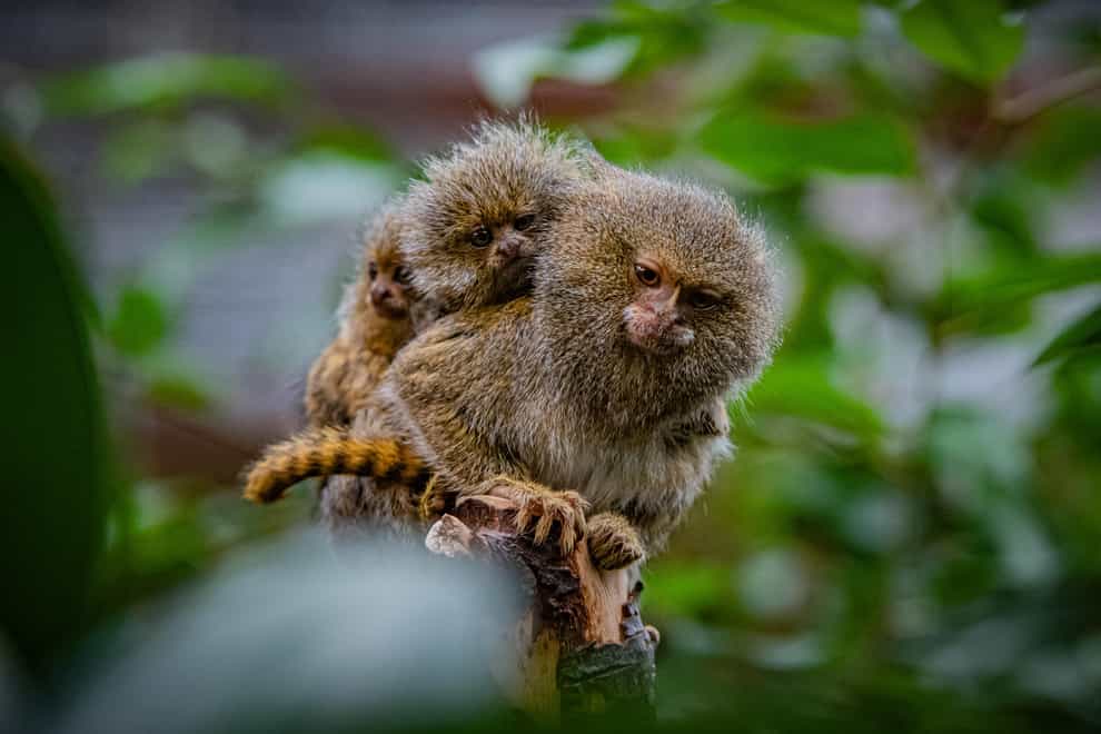 Eastern pygmy marmosets at Chester Zoo (Chester Zoo/PA)