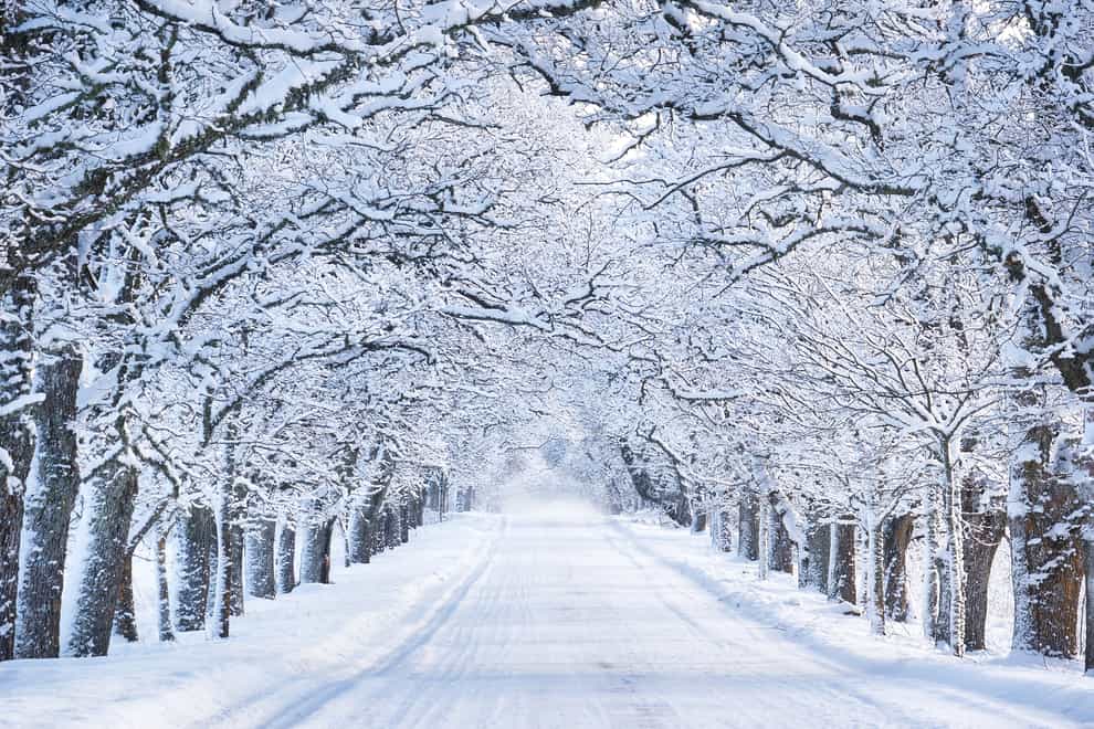 snowy road lined with trees