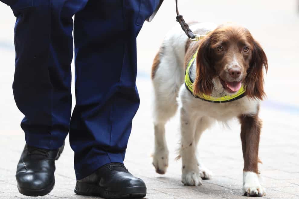 Sniffer dogs could be used to detect people who have coronavirus
