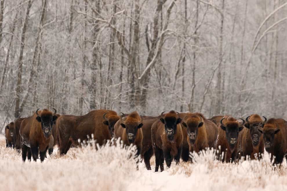 A herd of European bison