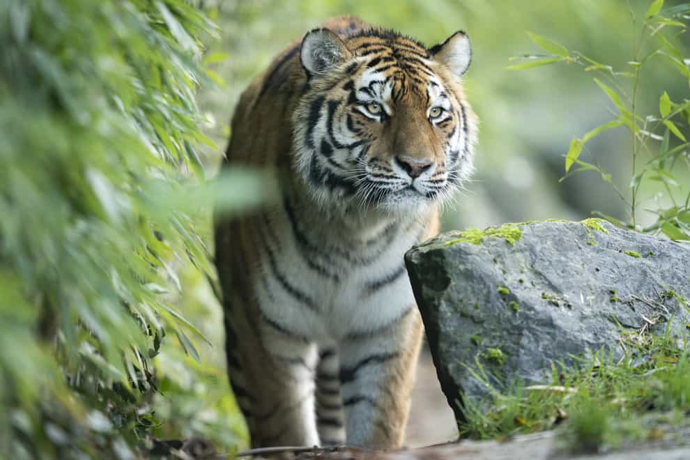 Valentina, an endangered female Amur tiger, who is the latest arrival at Marwell Zoo in Hampshire