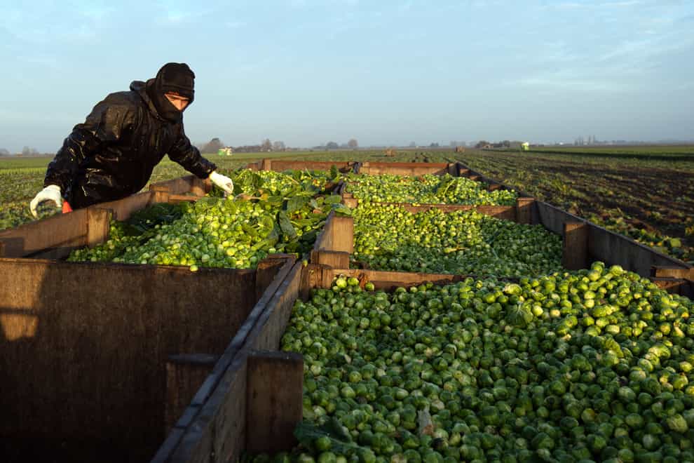 Brussels sprouts are harvested by workers ahead of the busy Christmas period at TH Clements vegetable growers near Boston in Lincolnshire