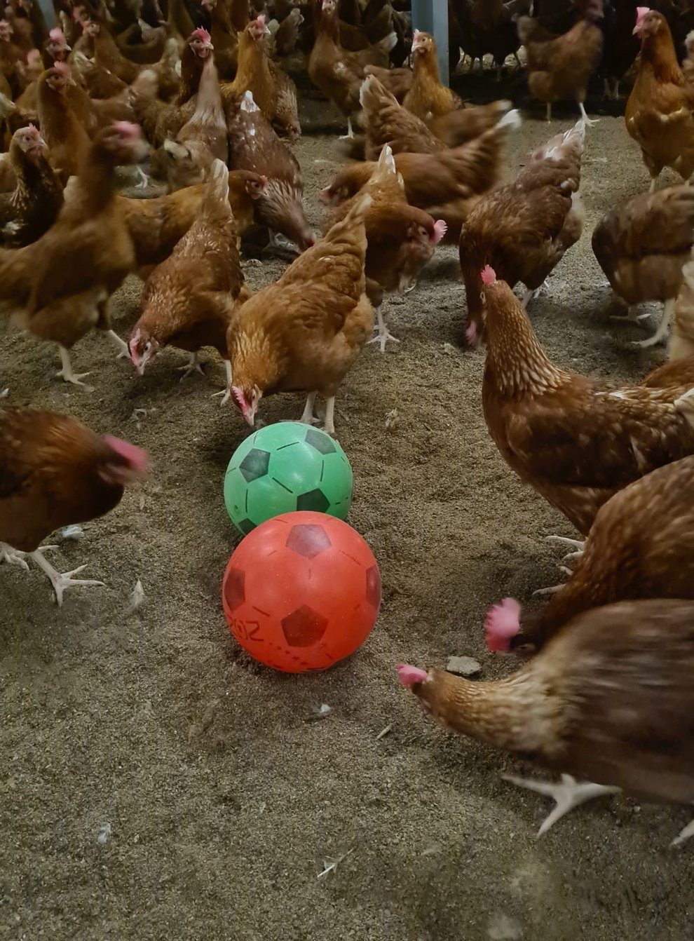 <p>Farmer Phill Crawley has given his flock of chickens footballs to keep them entertained while they have to be kept indoors under national measures to reduce risk of transmission of bird flu</p>