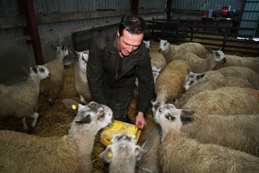 Sheep farming faces 'man-made' EU tariff disaster with no-deal Brexit