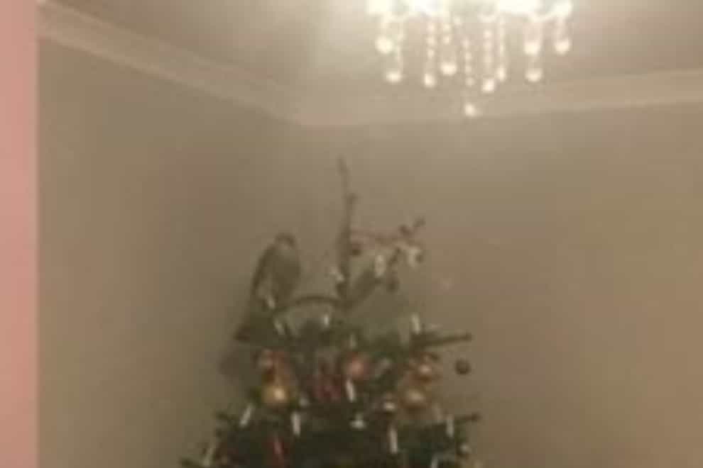 The bird of prey was spotted at the top of the Christmas tree
