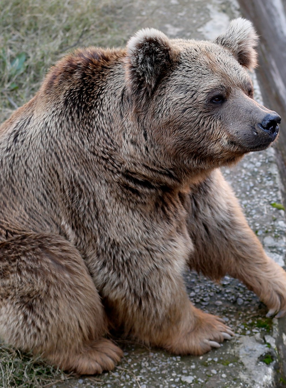 A sick brown bear sits at his enclosure in the Marghazar Zoo