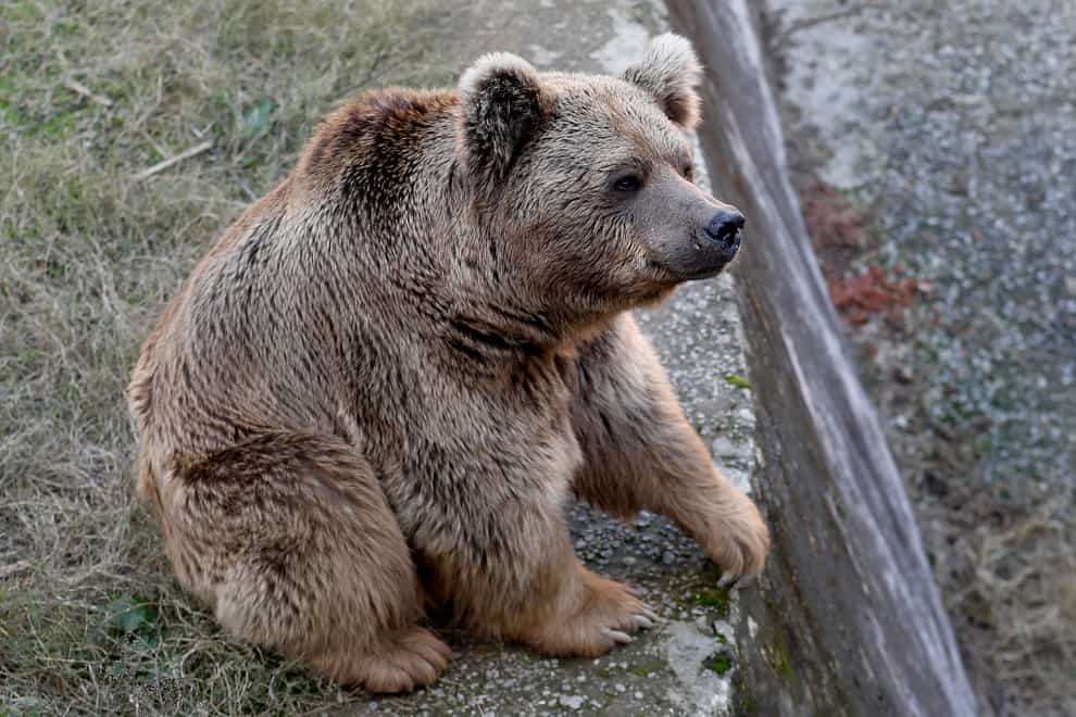 A sick brown bear sits at his enclosure in the Marghazar Zoo