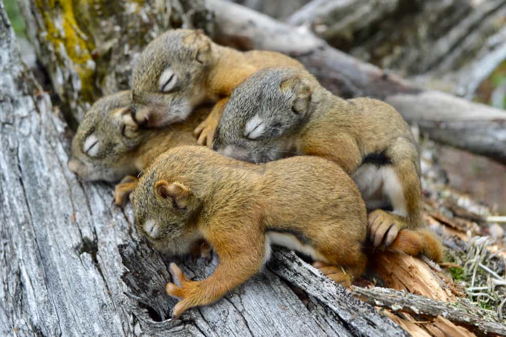 North American squirrel pups
