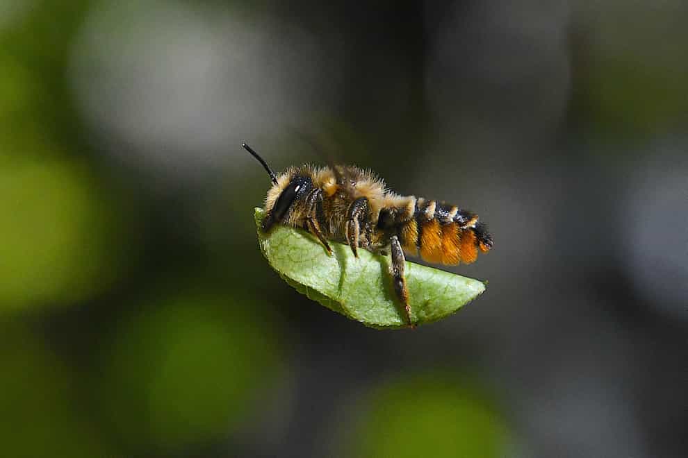 <p>A bee carrying a leaf taken by Thomas Easterbrook, 12, which was commended in the small world category of the RSPCA Young Photographer Awards&nbsp;</p>