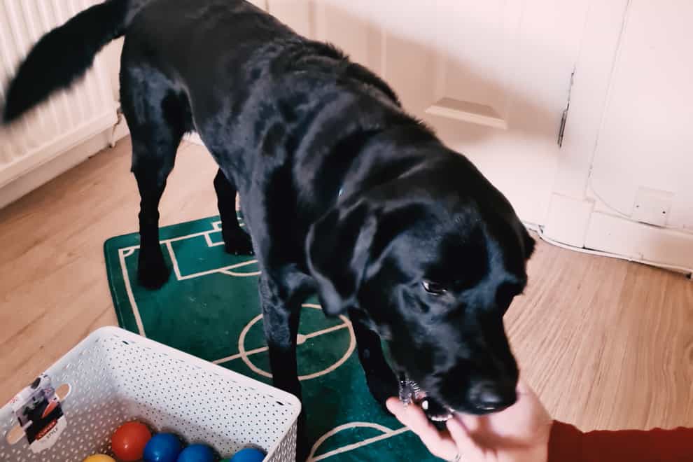 Billy the dog helps with the virtual bingo