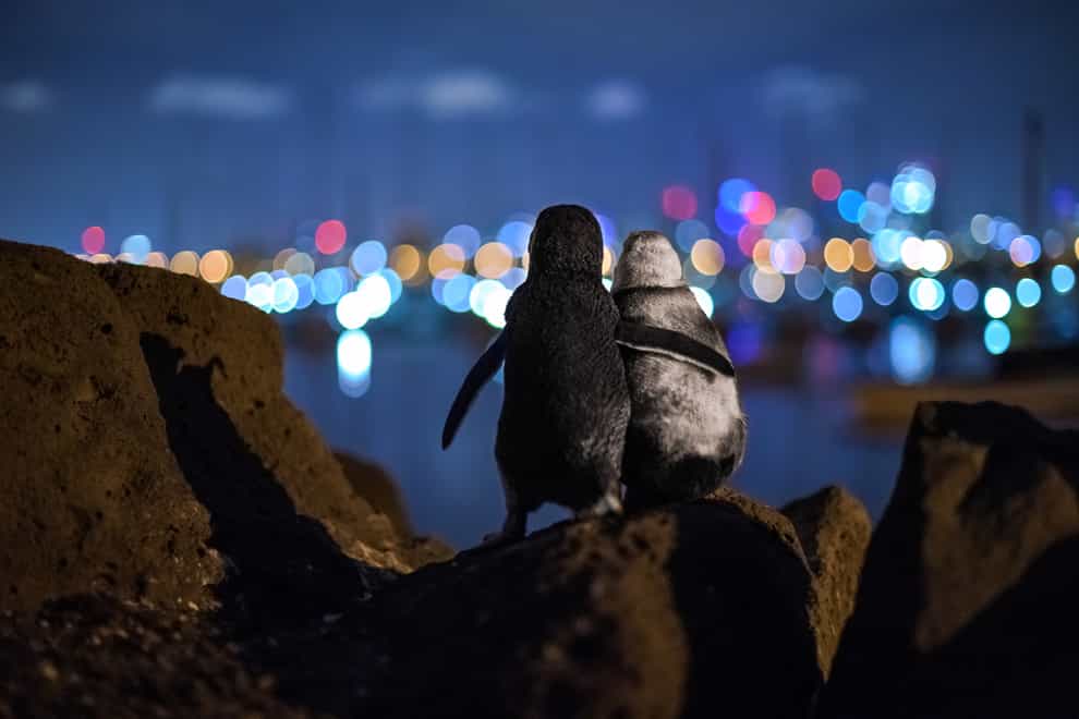 Tobias Baumgaertner's award-winning photo of two penguins looking out over St Kilda, Australia