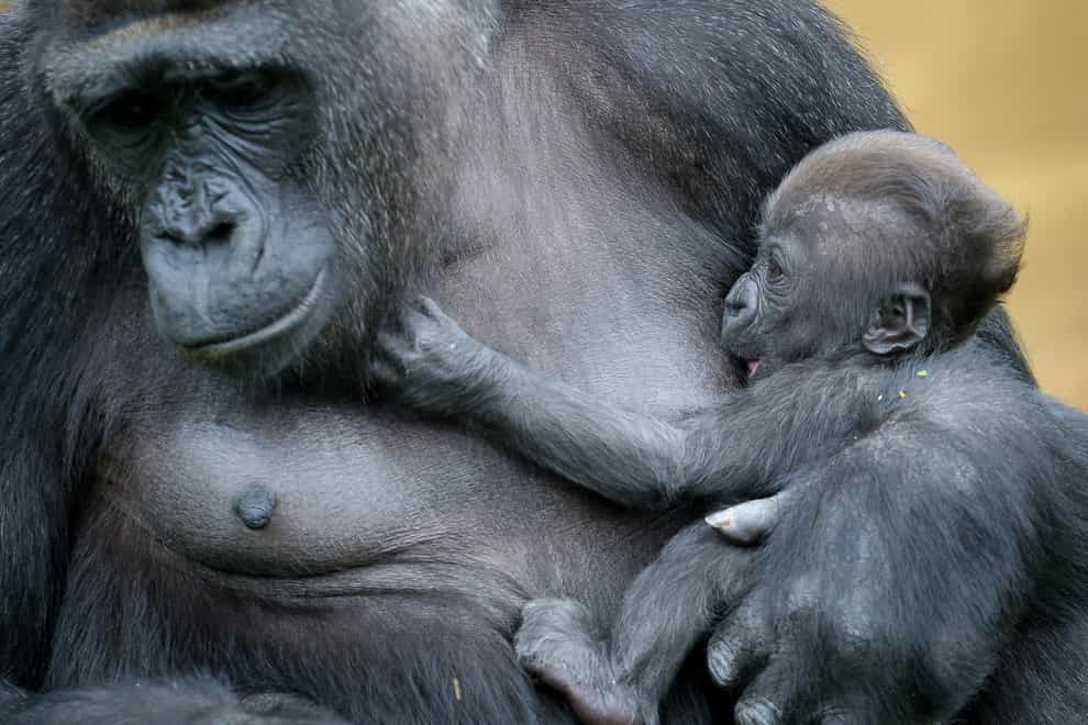 Baby gorilla at Bristol Zoo