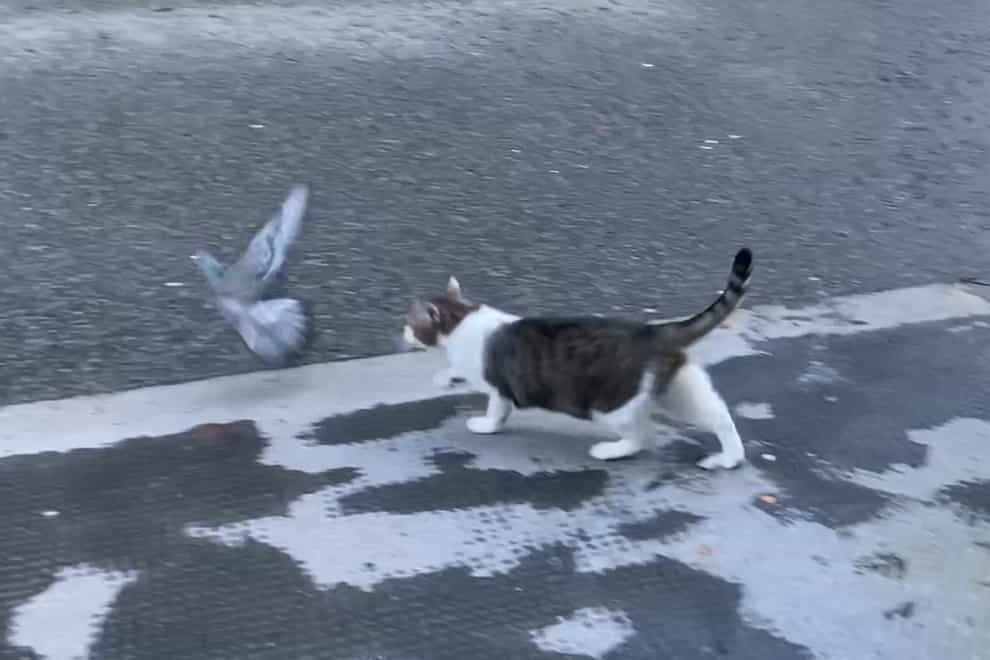 Larry the Cat stalking a pigeon on Downing Street