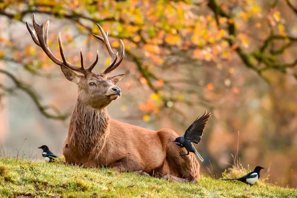 Magpies and crows surround a resting stag as they feed on ticks from the fur of the deer herd roaming on the Ashton Court Estate, Bristol, in crisp and cold Autumnal weather (PA)