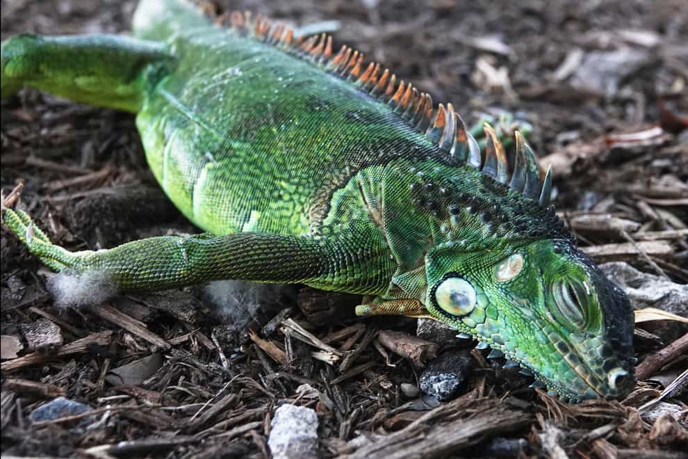 A stunned iguana lies in the grass (Joe Cavaretta/AP)