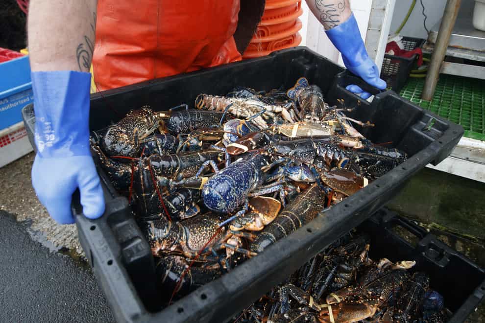 Lobsters are processed at a fishing port