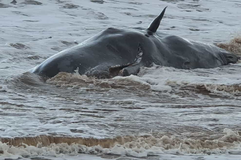 Handout photo issued by British Divers Marine Life Rescue (BDLMR) showing one of a group of whales which have been beached on a stretch of coastline between the villages of Tunstall and Withernsea in East Yorkshire (BDLMR/PA)