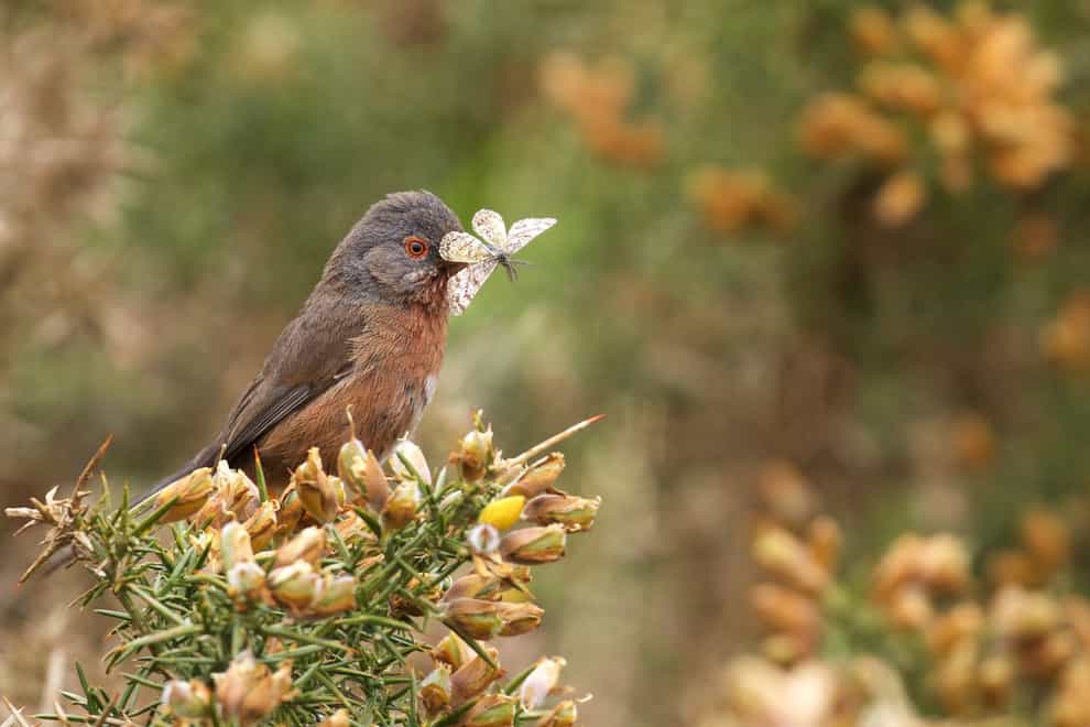 Dartford Warbler (Sylvia undata) on yellow gorse with Heath moth in its beak at Ibsley Common, New Forest, Hampshire.
