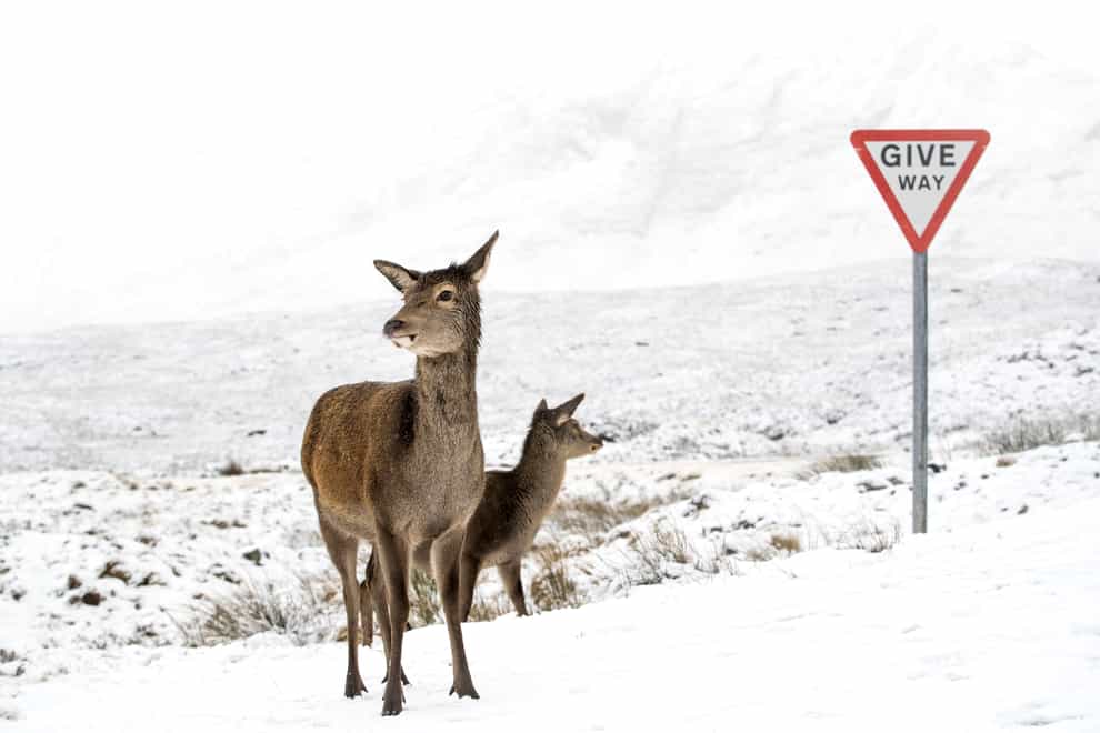 Red deer in the snow alongside the A82 in Glencoe, Scotland
