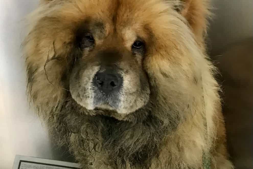 A chow chow who was found electrocuted on train tracks near Liverpool Central Station (RSPCA/PA)