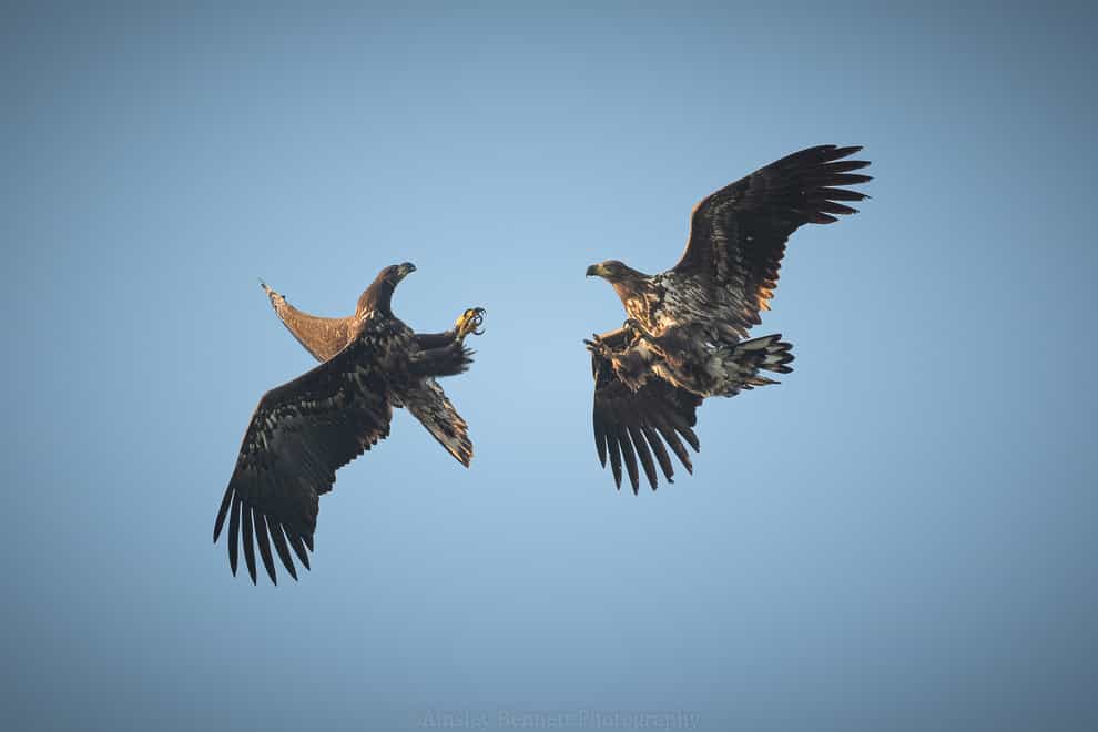 Two white-tailed eagles