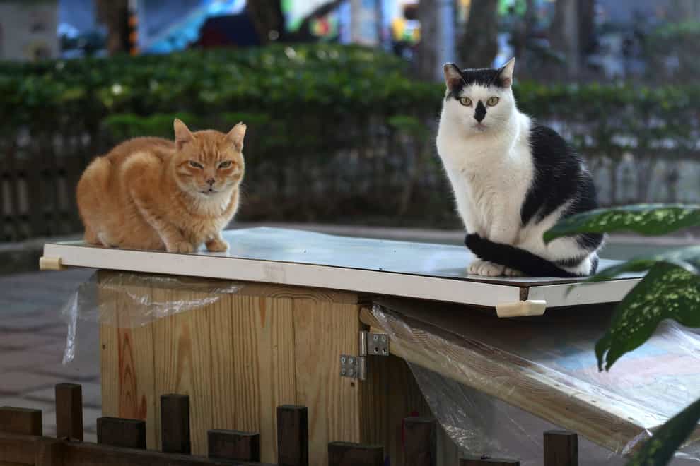 Street cats Pipi, right, and Laoda (boss) sit on the roof of a Midnight Cafeteria in Taipei, Taiwan