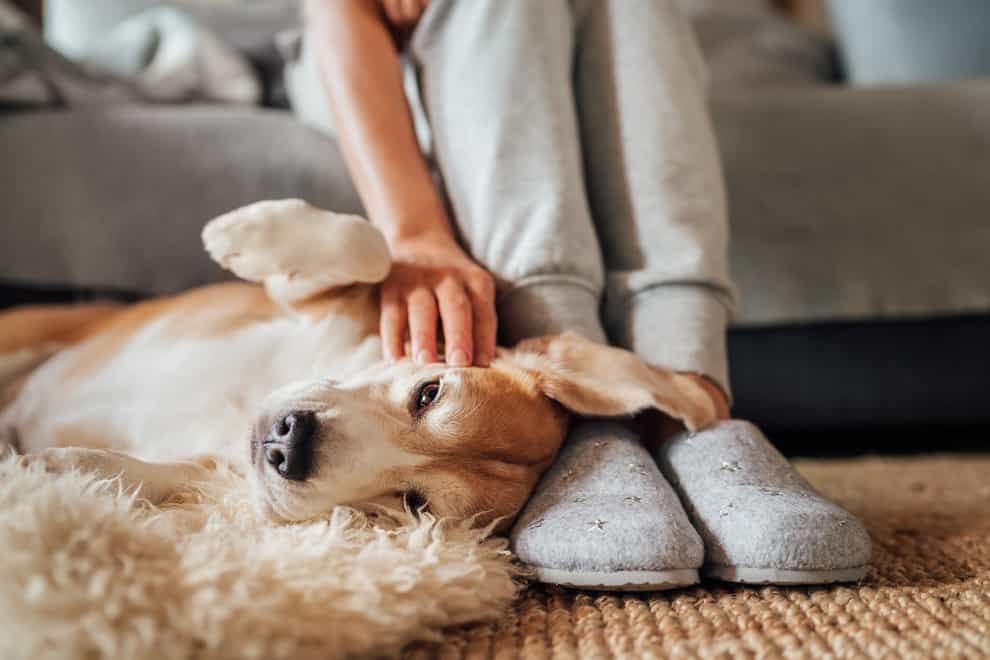 Dog being stroked (iStock/PA)