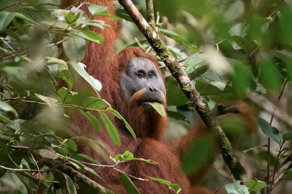 A male Tapanuli orangutan