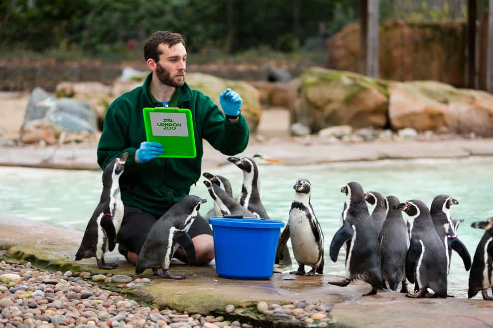 A keeper counts penguins at London Zoo