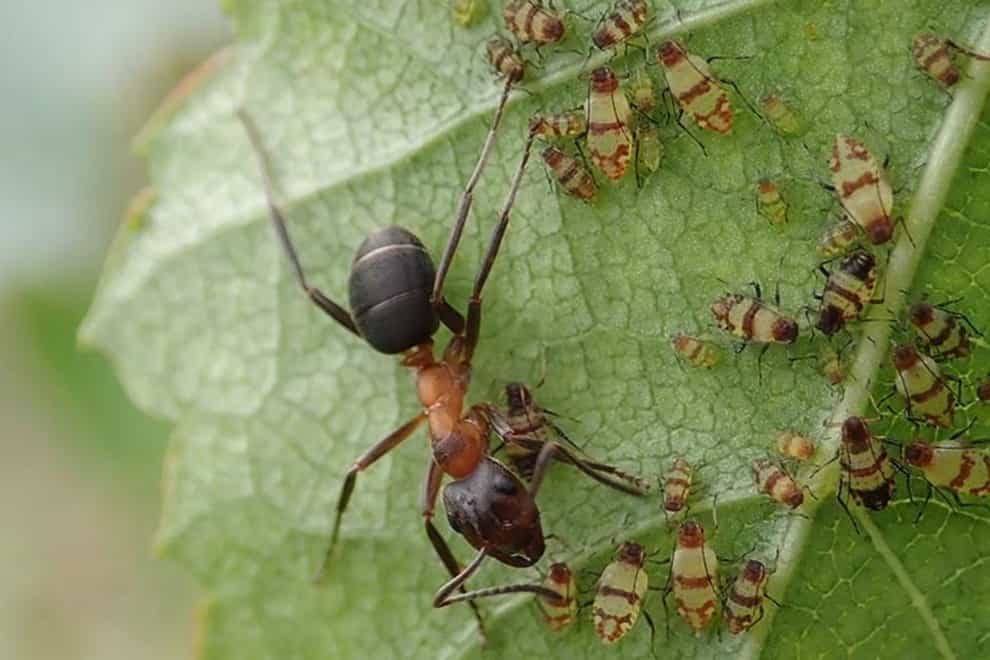 A narrow-headed ant