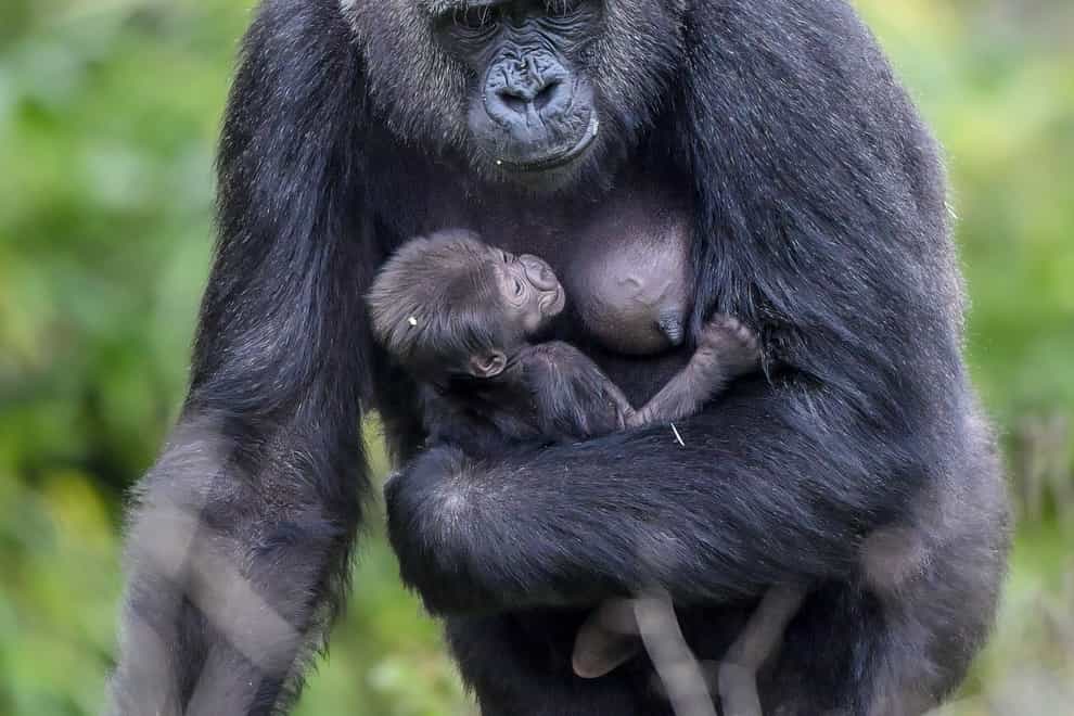 Touni and her baby at Bristol Zoo Gardens (Ben Birchall/PA)