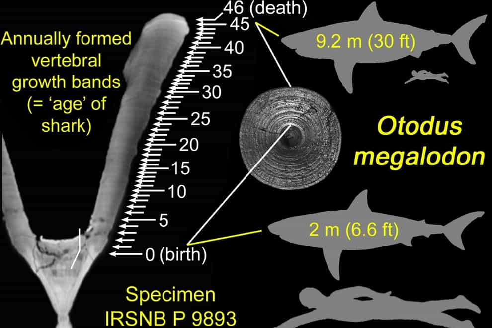Identified annual growth bands in a vertebra of the extinct megatooth shark Otodus megalodon along with hypothetical silhouettes of the shark at birth and death, each compared with size of typical adult human