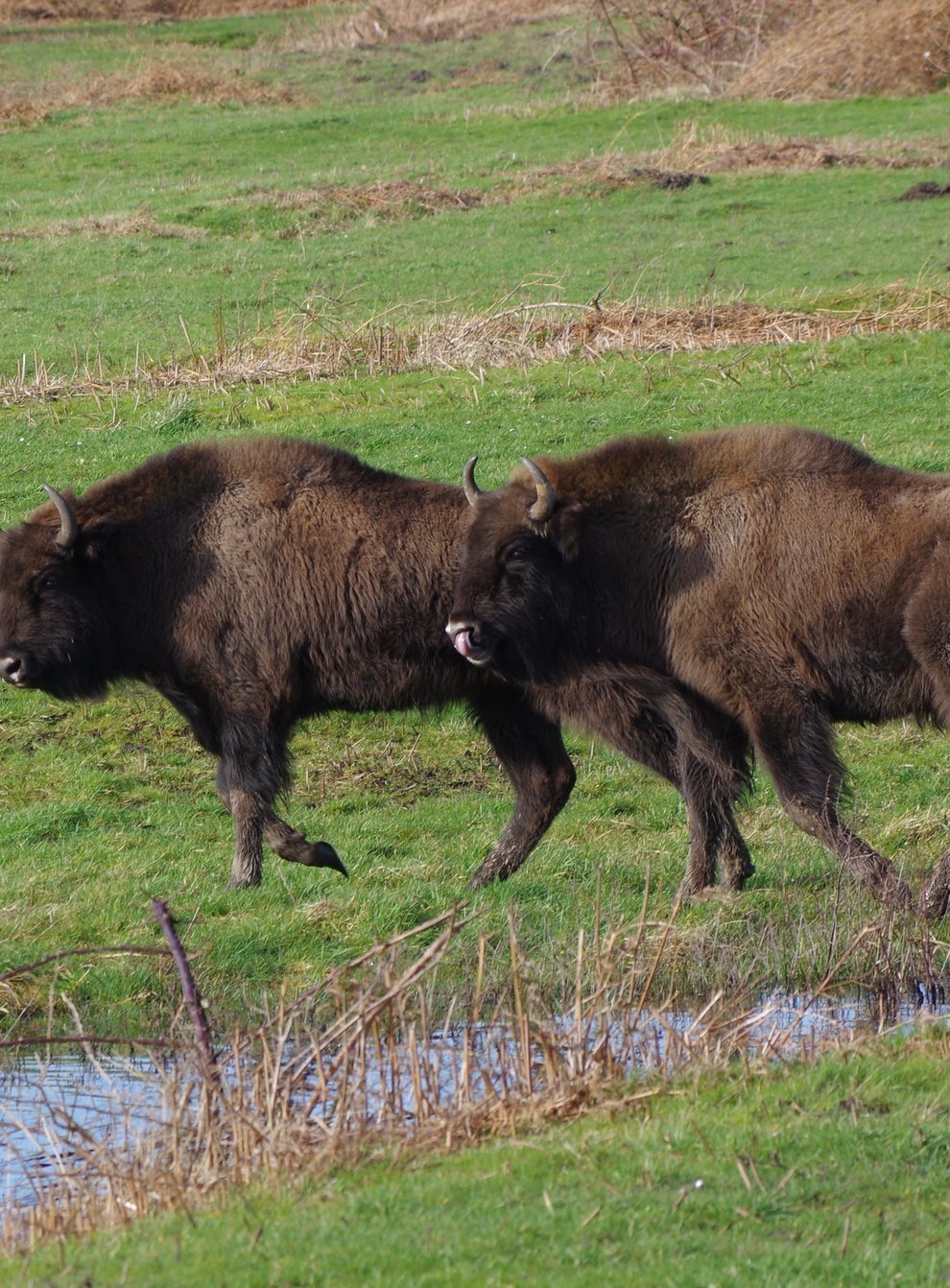 Bison at Slikken van de Heen nature reserve