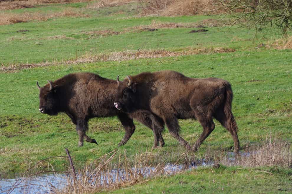 Bison at Slikken van de Heen nature reserve