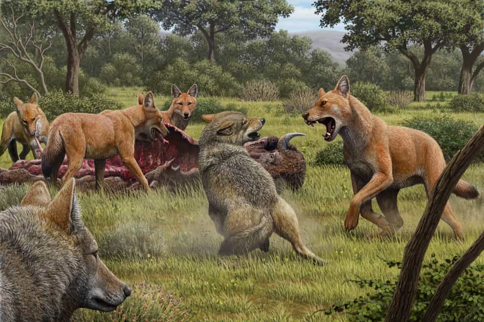 Illustrations of dire wolves feeding