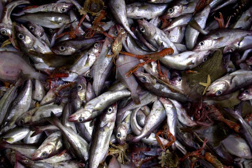 A mixed batch of fish caught off the Scottish East coast